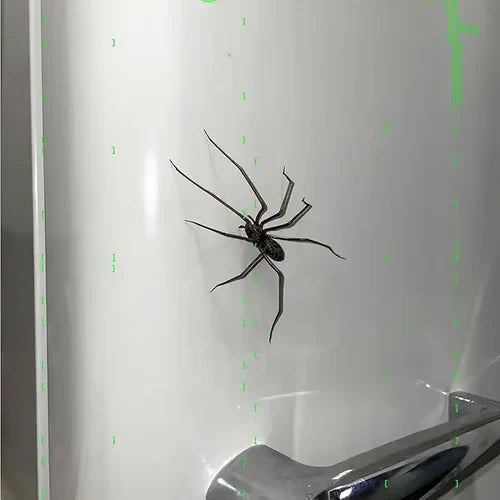 🎁Spider Fridge Magnet