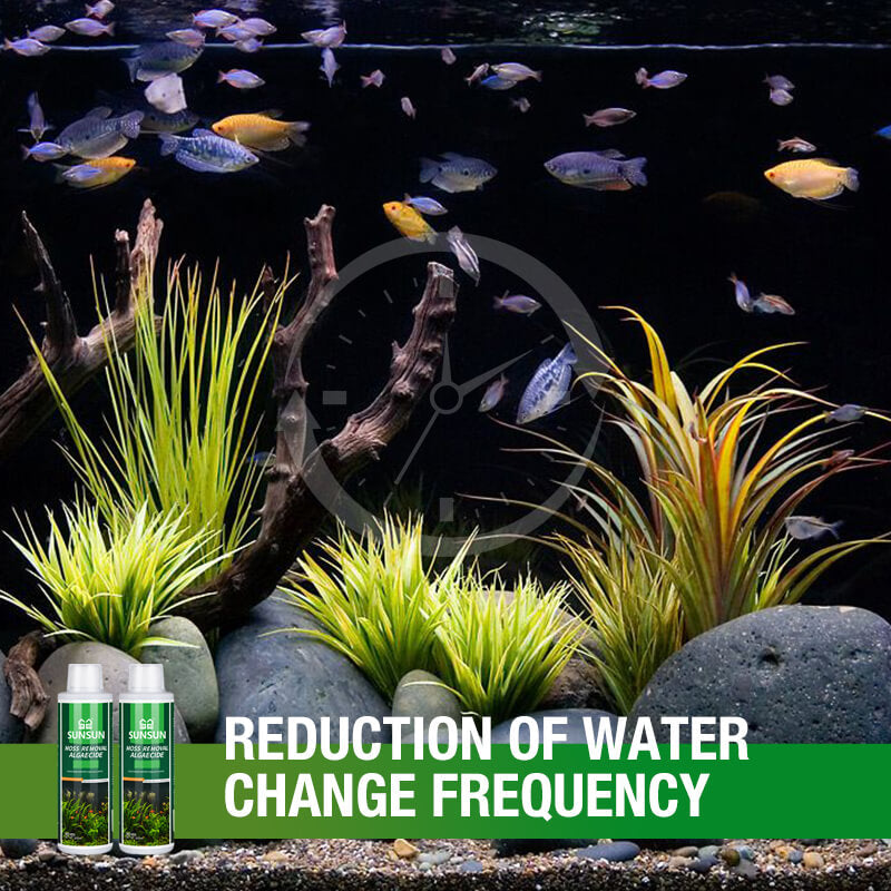 🐟Moss Remover for Fish Tank