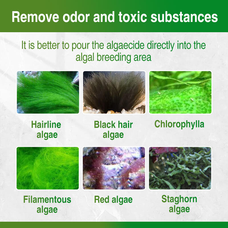 🐟Moss Remover for Fish Tank